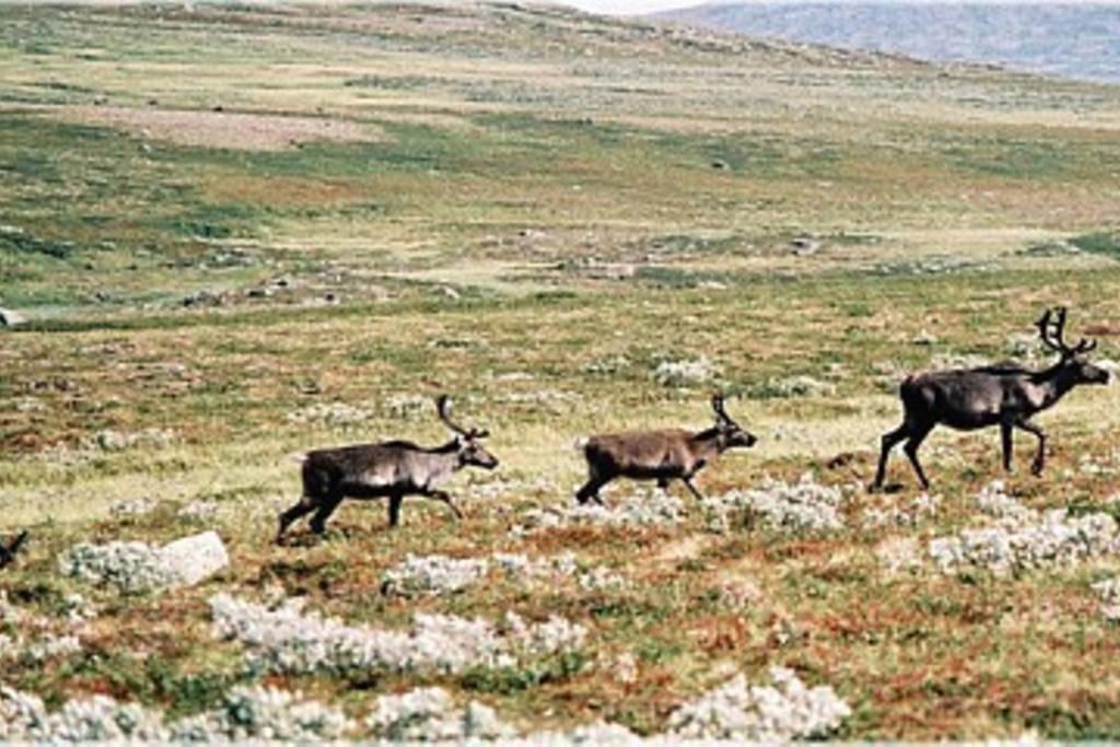 Апартаменты Sulseter Fjellstugu Винстра Экстерьер фото